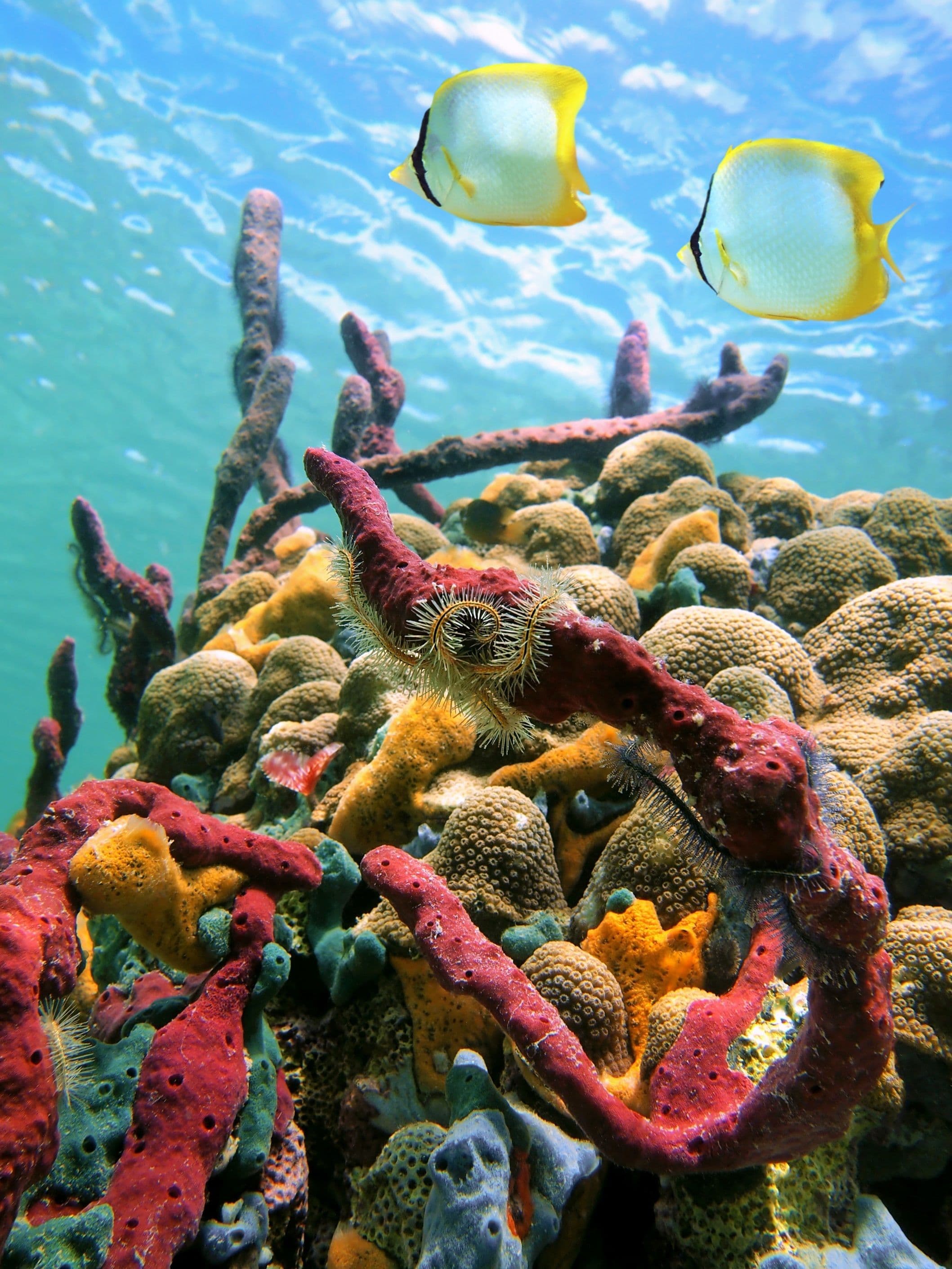 ko phi phi snorkelling coral reef fish