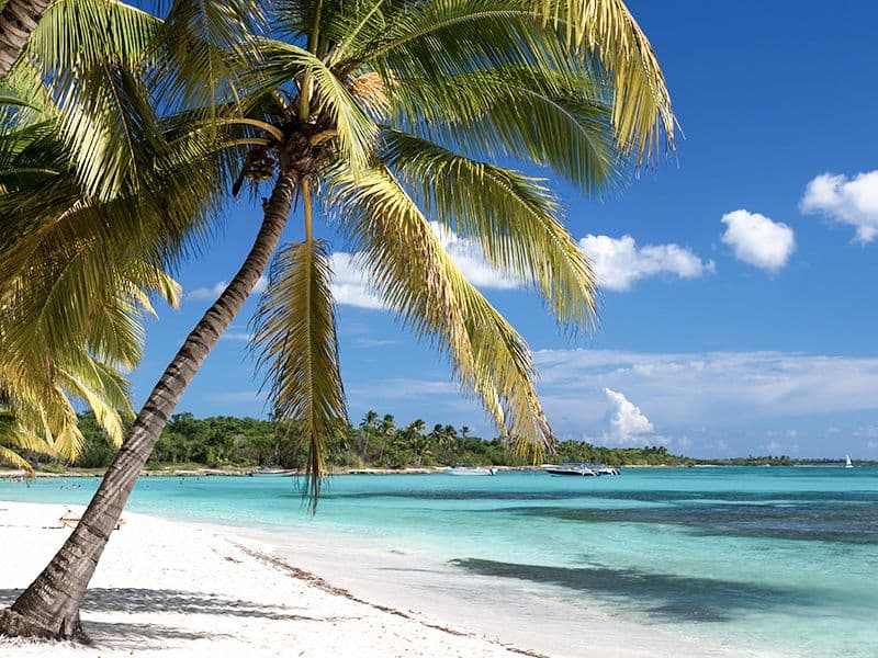 caribbean palm trees beach