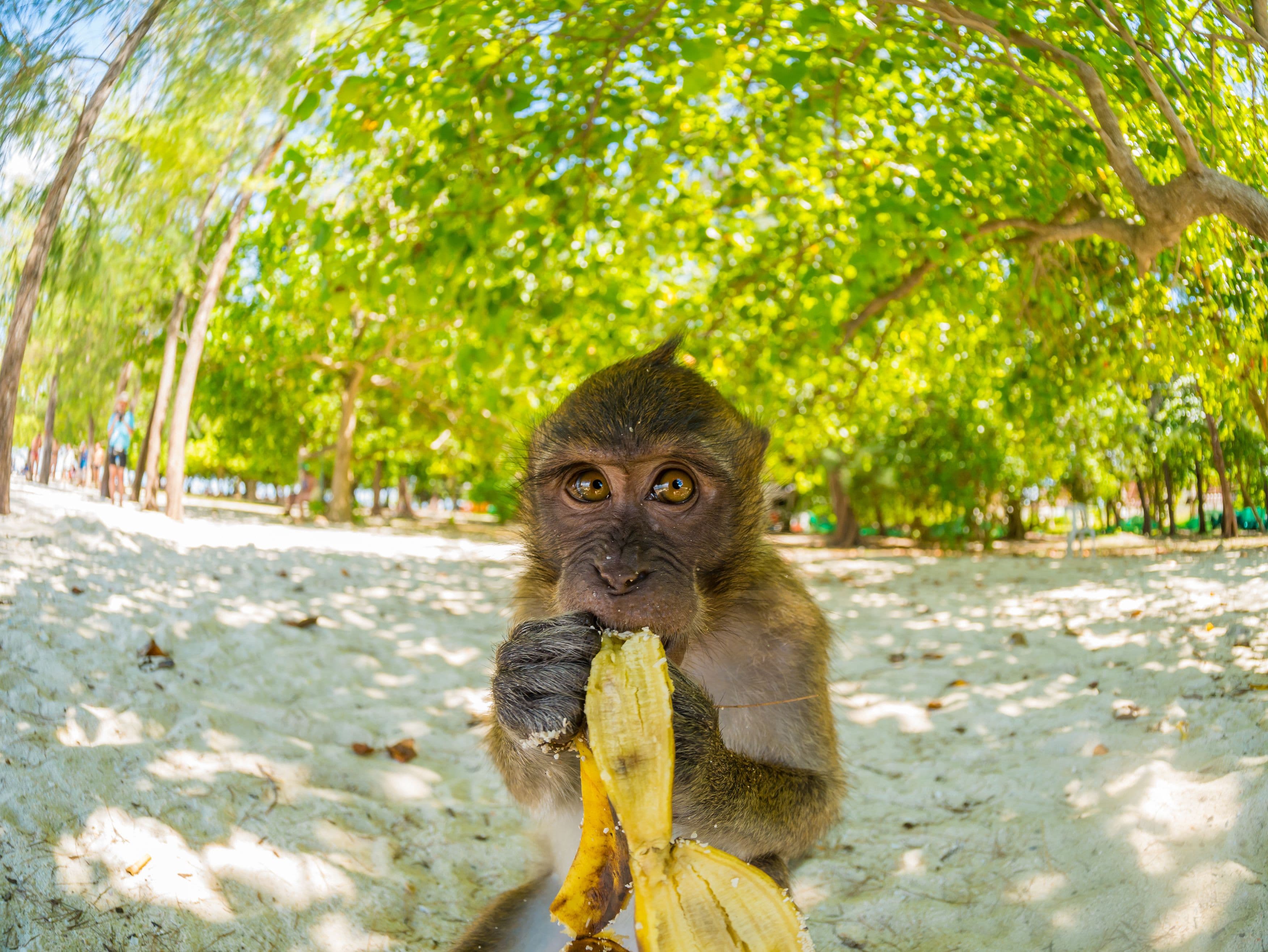 Cheeky Wildlife